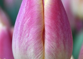 Tulipa Merci (3)